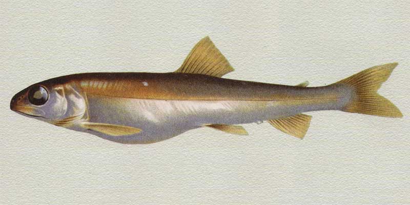 S. profundus